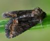 Oligia latruncula